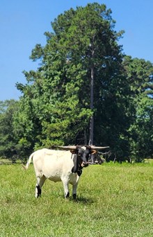 Bandita 239
