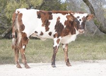 GVR Sweetpea