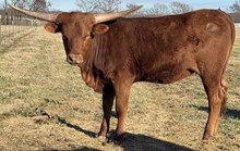 Polly 23 Heifer 
