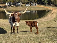 Cinnamon heifer  calf 24