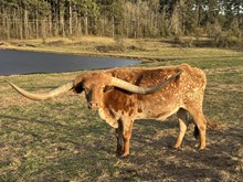 COSMIC COWBOY 702