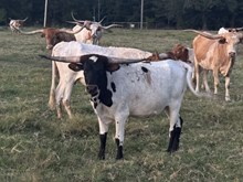 Bandita 239