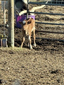 Congeniality, Texas, rebel