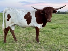 Sunshine 23 Heifer 