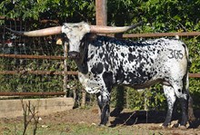 RJF LONE STAR REBEL Tag 305